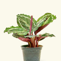 Small Calathea 'Medallion' in a 4" grow pot.