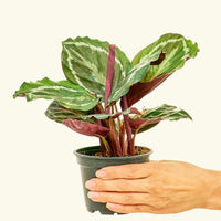 Small Calathea 'Medallion' in a 4" grow pot.
