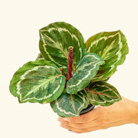Small Calathea 'Medallion' in a 4" grow pot.