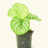 Small Orbit Peacock Plant (Calathea orbifolia) in a grow pot.