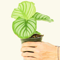 Small Orbit Peacock Plant (Calathea orbifolia) in a grow pot.