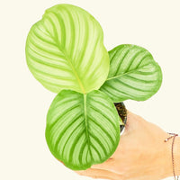 Small Orbit Peacock Plant (Calathea orbifolia) in a grow pot.