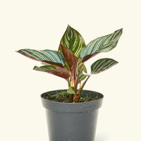 Small Pinstripe Calathea (Calathea ornata) in a grow pot.