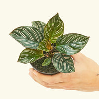 Small Pinstripe Calathea (Calathea ornata) in a grow pot.
