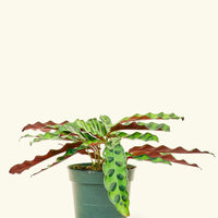 Calathea 'Rattlesnake', Small