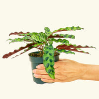 Calathea 'Rattlesnake', Small