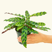 Calathea 'Rattlesnake', Small