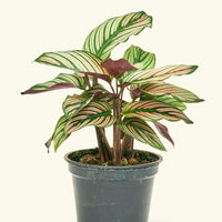 Small Calathea White Star (Calathea majestica 'White Star') in a grow pot.