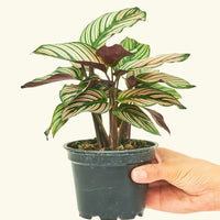 Small Calathea White Star (Calathea majestica 'White Star') in a grow pot.