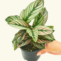 Small Calathea White Star (Calathea majestica 'White Star') in a grow pot.