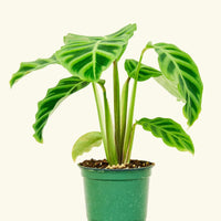 Small Zebra Calathea (Calathea zebrina)