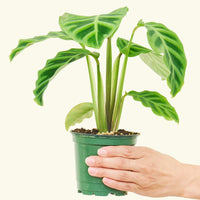 Small Zebra Calathea (Calathea zebrina)