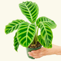 Small Zebra Calathea (Calathea zebrina)