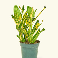 Small Croton 'Banana' in a grow pot