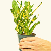 Small Croton 'Banana' in a grow pot