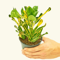 Small Croton 'Banana' in a grow pot