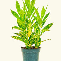 Small Gold Dust Croton (Codiaeum variegatum) in a grow pot.