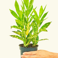 Small Gold Dust Croton (Codiaeum variegatum) in a grow pot.