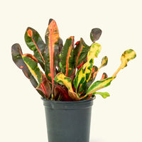 Small Variegated Croton (Codiaeum variegatum) in a grow pot.