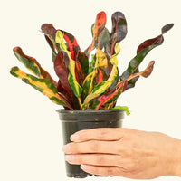 Small Variegated Croton (Codiaeum variegatum) in a grow pot.