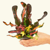 Small Variegated Croton (Codiaeum variegatum) in a grow pot.