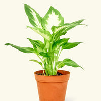 Small Dieffenbachia (Dieffenbachia 'Camille') in a grow pot.