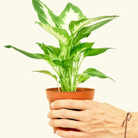 Small Dieffenbachia (Dieffenbachia 'Camille')