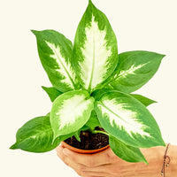 Small Dieffenbachia (Dieffenbachia 'Camille') in a grow pot.
