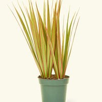 Small Bicolor Dragon Tree in a grow pot.