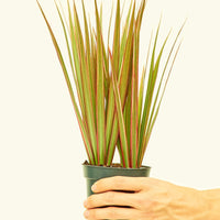 Small Bicolor Dragon Tree in a grow pot.
