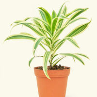 Small Song of India (Dracaena reflexa) in a grow pot.