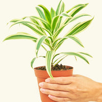 Small Song of India (Dracaena reflexa) in a grow pot.