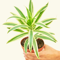 Small Song of India (Dracaena reflexa) in a grow pot.