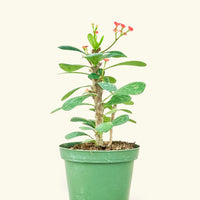 Small Crown of Thorns (Euphorbia milii) in a grow pot.