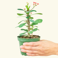 Small Crown of Thorns (Euphorbia milii) in a grow pot.