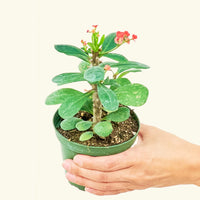 Small Crown of Thorns (Euphorbia milii) in a grow pot.