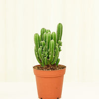 Small Fairy Castle Cactus (Acanthocereus tetragonus 'Fairy Castle') in a grow pot.