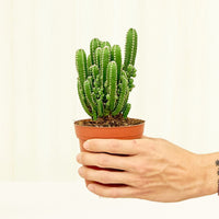 Small Fairy Castle Cactus (Acanthocereus tetragonus 'Fairy Castle') in a grow pot.