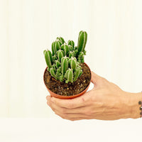 Small Fairy Castle Cactus (Acanthocereus tetragonus 'Fairy Castle') in a grow pot.