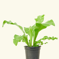 Small Bird's Nest Fern in a grow pot.