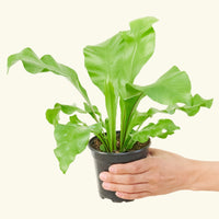 Small Bird's Nest Fern in a grow pot.