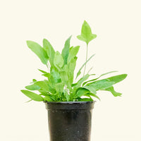 Small Blue Star Fern (Phlebodium aureum) in a grow pot.