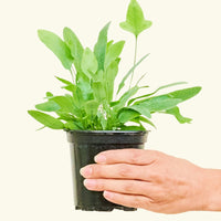 Small Blue Star Fern (Phlebodium aureum) in a grow pot.