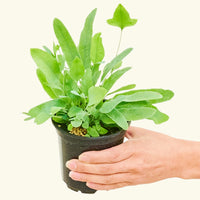 Small Blue Star Fern (Phlebodium aureum) in a grow pot.