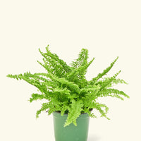 Small Boston Fern in a grow pot.