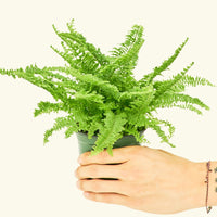 Small Boston Fern in a grow pot.
