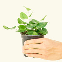 Small Heart Leaf Fern (Hemionitis arifolia)