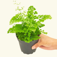 Small Maidenhair Fern (Adiantum aethiopicum) in a grow pot.