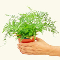 Small Rabbit Foot Fern in a grow pot