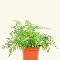 Small Rabbit Foot Fern in a grow pot